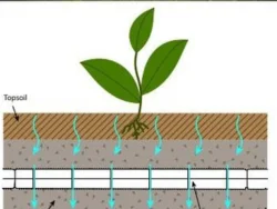 Warm soil for cannabis cultivation